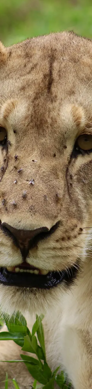 Neugieriger Löwe.